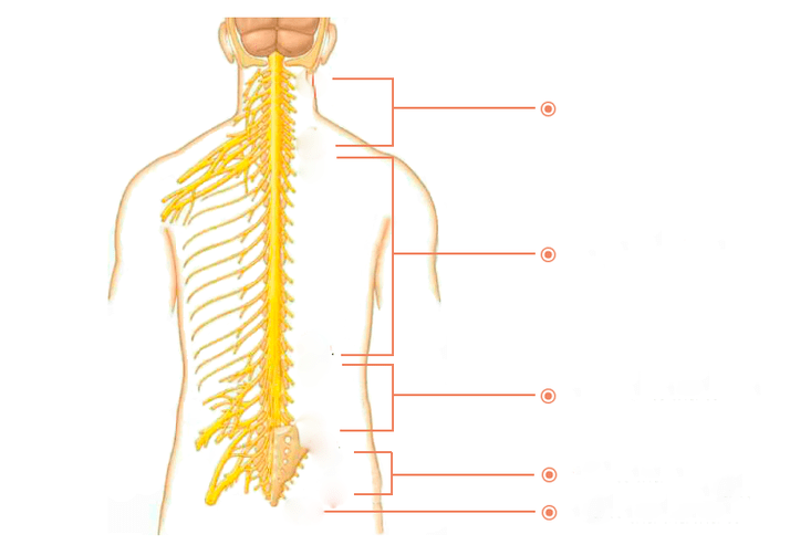 spinal nerve