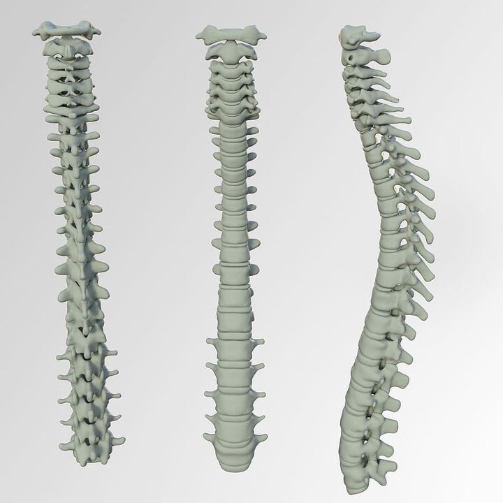 Spine Program